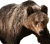 Der Bär: das Symboltier für Russland!
